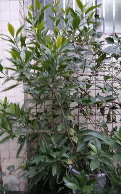 小众送妈妈的花有哪些花