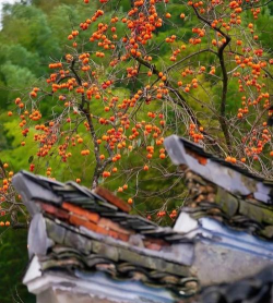 小众送妈妈的花有哪些花