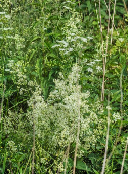 小众送妈妈的花有哪些花