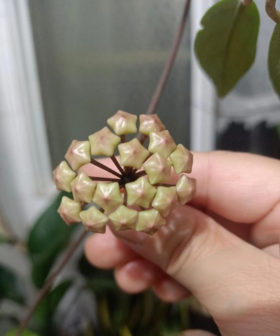 小众送妈妈的花有哪些花