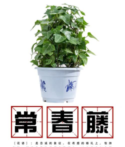 小众送妈妈的花有哪些花