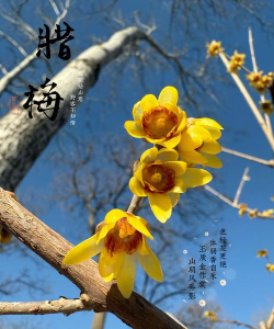 小众送妈妈的花有哪些花