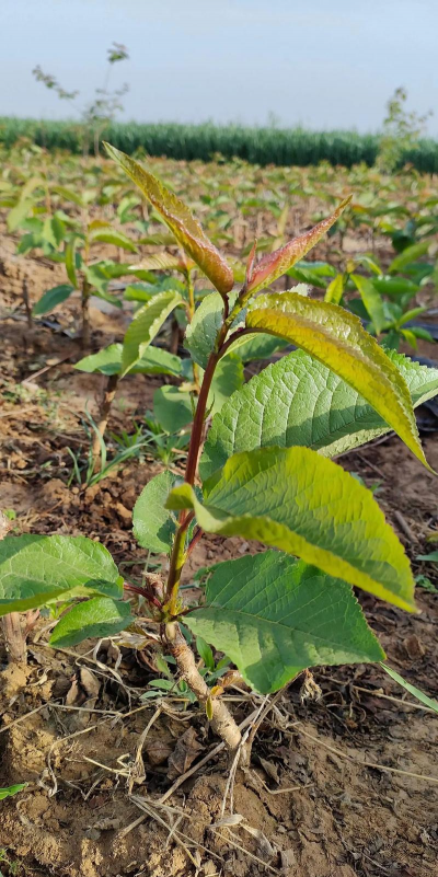 小众送妈妈的花有哪些花