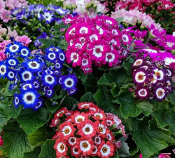 小众送妈妈的花有哪些花