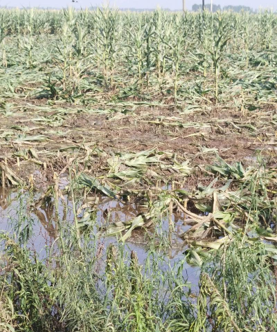 下雨就涝的洼地种什么