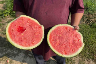 小众送妈妈的花有哪些花