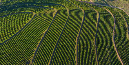 小众送妈妈的花有哪些花