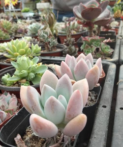 小众送妈妈的花有哪些花