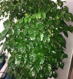 小众送妈妈的花有哪些花