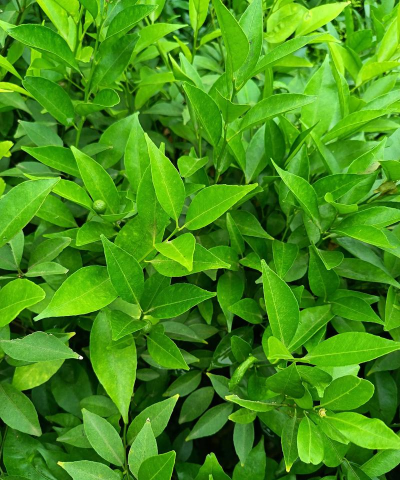 小众送妈妈的花有哪些花