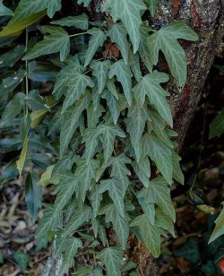 小众送妈妈的花有哪些花