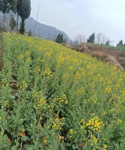 小众送妈妈的花有哪些花