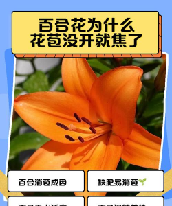 小众送妈妈的花有哪些花