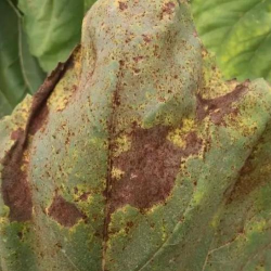 小众送妈妈的花有哪些花