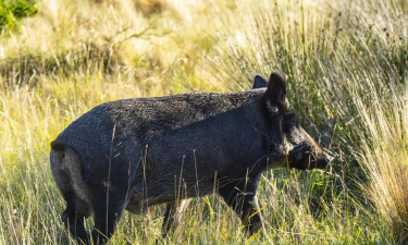 小众送妈妈的花有哪些花