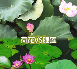 小众送妈妈的花有哪些花