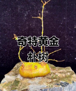 黄金朴树和普通朴树区别