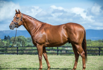 中国最高大的马种