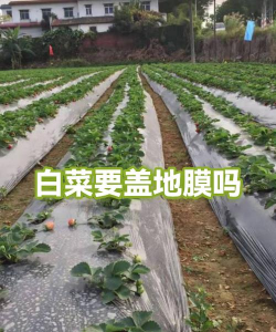 大白菜长着用薄膜盖上行吗