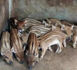 小众送妈妈的花有哪些花