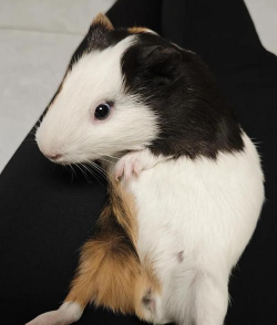 小众送妈妈的花有哪些花