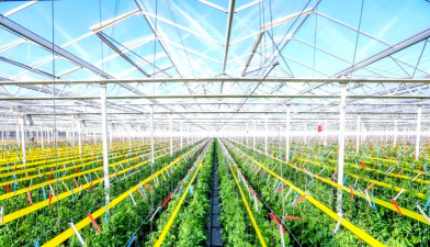 小众送妈妈的花有哪些花