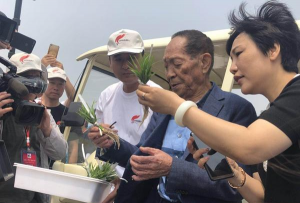 小众送妈妈的花有哪些花