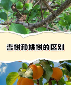 杏树比桃树多九十棵桃树和杏树各有多少棵