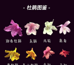 小众送妈妈的花有哪些花