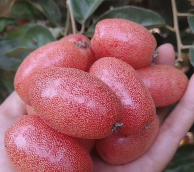 小众送妈妈的花有哪些花