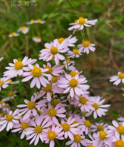 小众送妈妈的花有哪些花