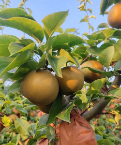 晚秋黄梨初次挂果是在