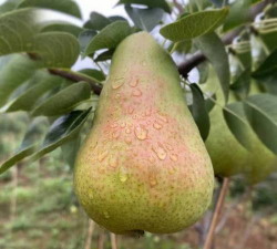 小众送妈妈的花有哪些花