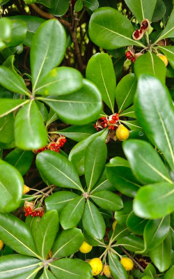 小众送妈妈的花有哪些花