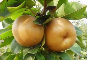 在职晚秋黄梨初次挂果是在