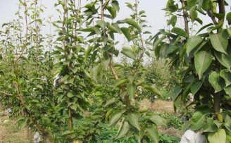 栽植晚秋黄梨,初次挂果是在?