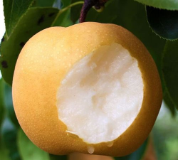 栽植晚秋黄梨初次挂果是多久