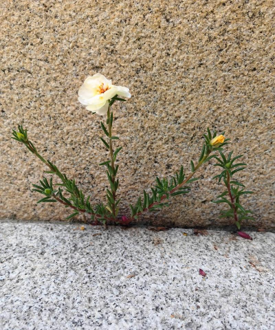 小众送妈妈的花有哪些花