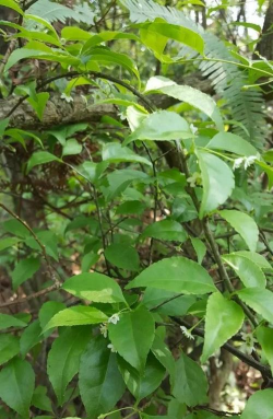 小众送妈妈的花有哪些花