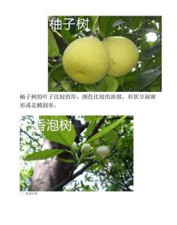香泡树和柚子树图片对比