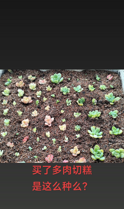 小众送妈妈的花有哪些花