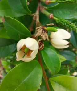 小众送妈妈的花有哪些花