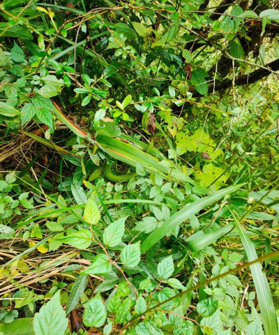 小众送妈妈的花有哪些花