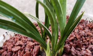 小众送妈妈的花有哪些花