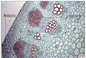 小众送妈妈的花有哪些花