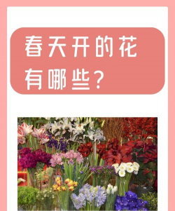 小众送妈妈的花有哪些花