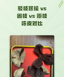 圈枝与原枝陈皮的区别