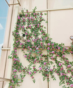 小众送妈妈的花有哪些花