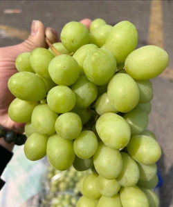 小众送妈妈的花有哪些花