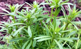 小众送妈妈的花有哪些花